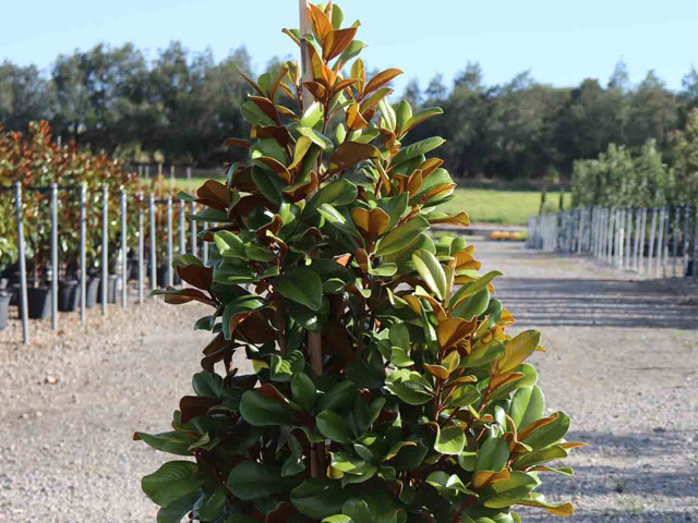 Magnolia grandiflora 'Teddy Bear'