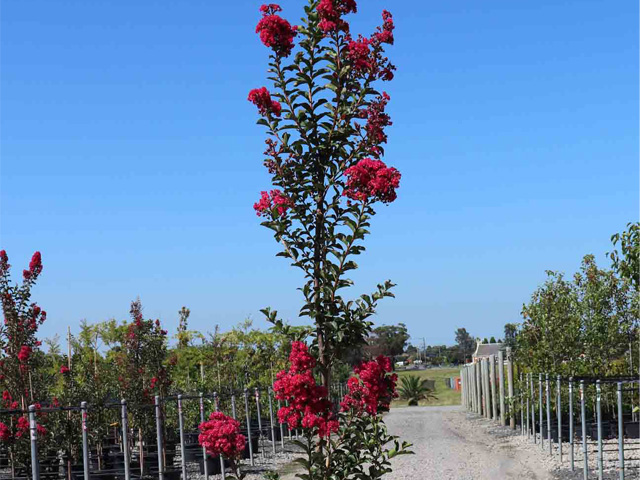 Lagerstroemia indica 'Tuscarora'
