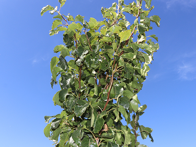 Pyrus calleryana 'Capital'