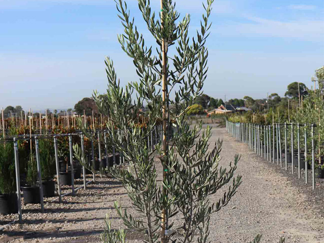 Olea europaea 'Kalamata'