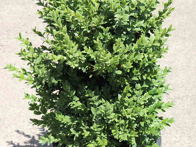 Buxus sempervirens