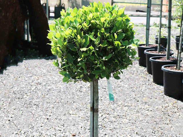 Ficus hillii 'Emerald Green' Standards