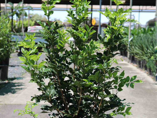Murraya Paniculata