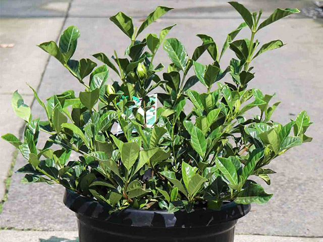 Gardenia augusta 'Florida'