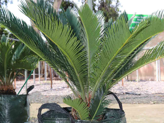 Cycad Revoluta