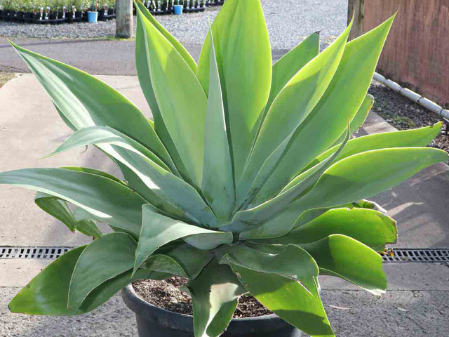 Agave Attenuata