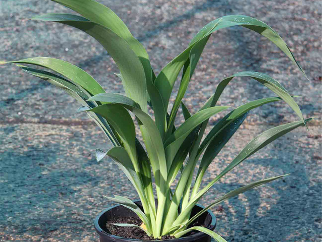 Arthropodium cirratum 'Matapouri Bay'