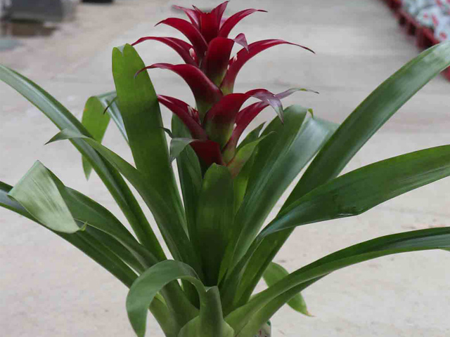 Bromeliad Assorted