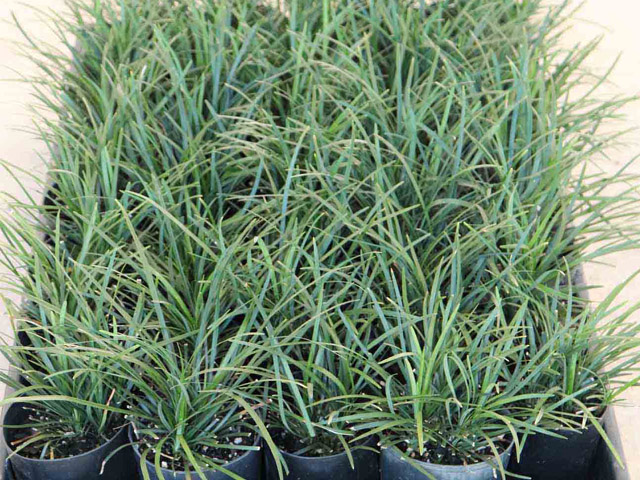 Ophiopogon japonicus