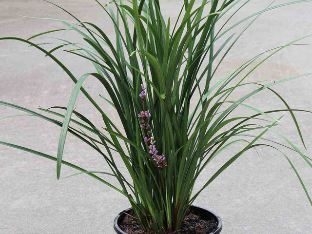 Liriope muscari 'Evergreen Giant'
