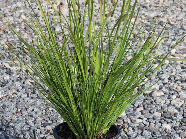 Lomandra longifolia 'Tanika'