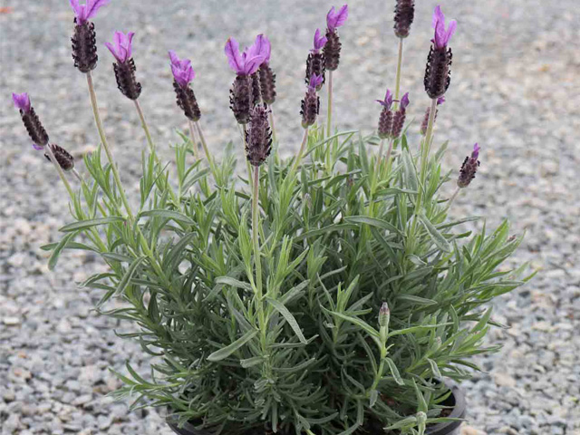 Lavandula stoechas 'Avonview'