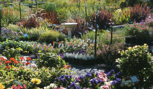 New releases & exotic plants