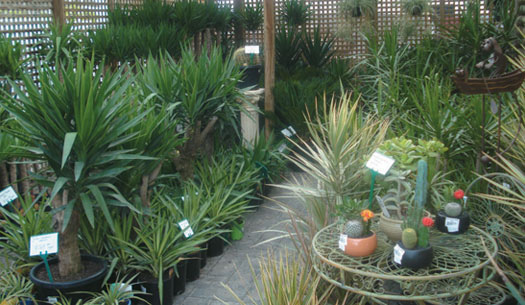 Ornamental shrubs & advanced trees