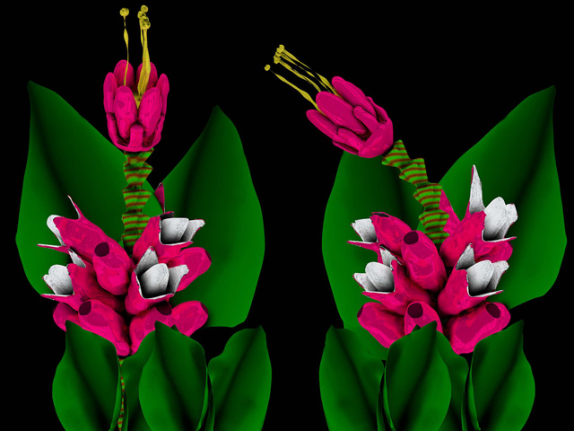 Enchanted Botanic Gardens