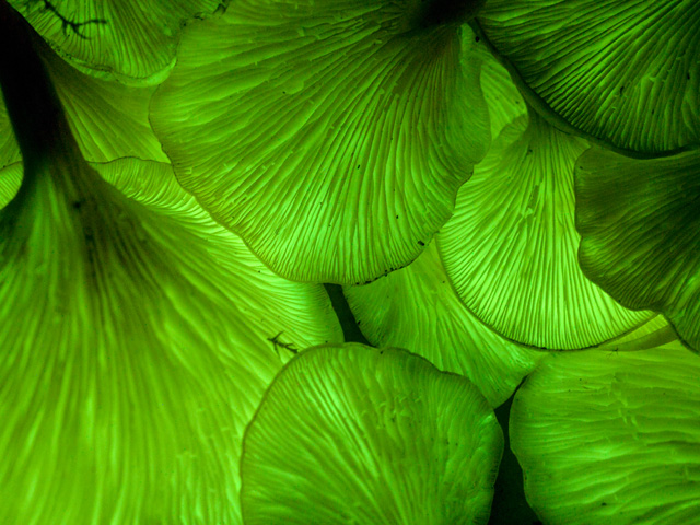 Enchanted Botanic Gardens