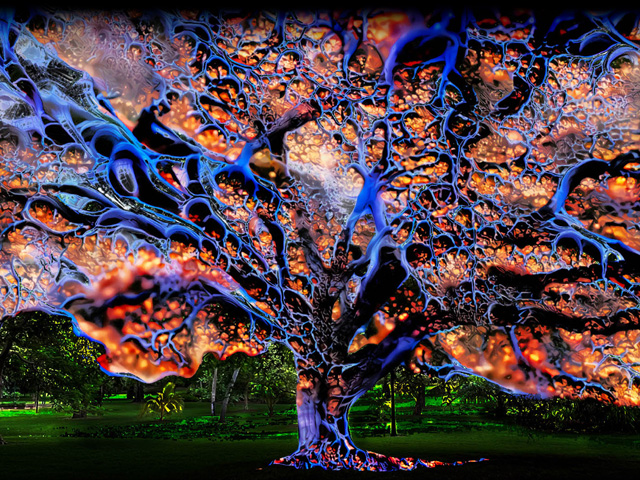 Enchanted Botanic Gardens