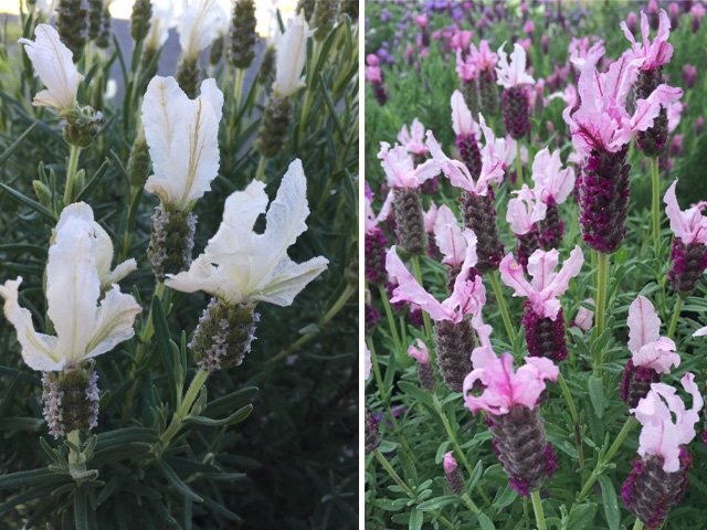 Lavender Time! - Project | ODS