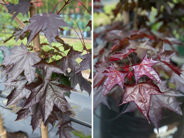 Fleming’s Nurseries Releases New Trees Set to Please | ODS