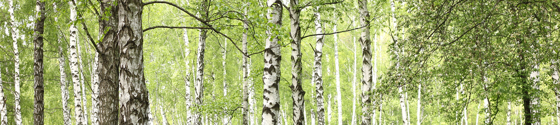 Arboricultural Consultants