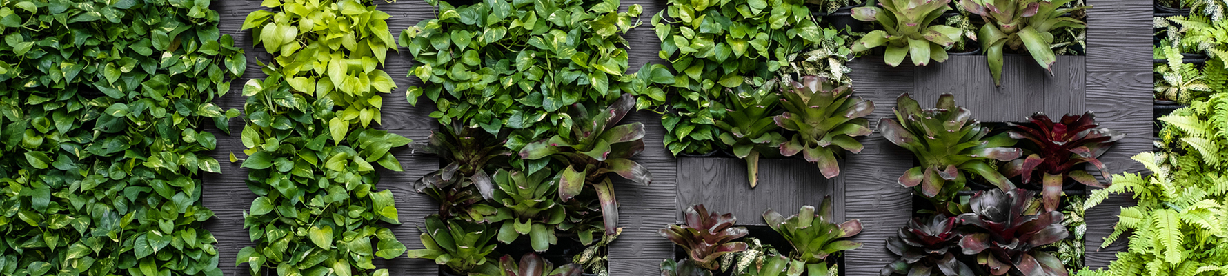 Green Roofs & Green Walls