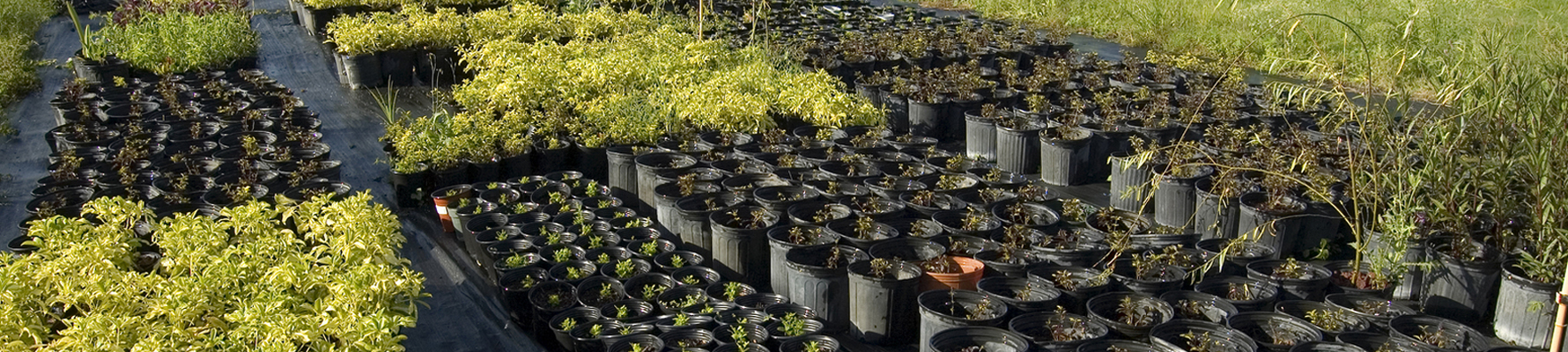Nurseries