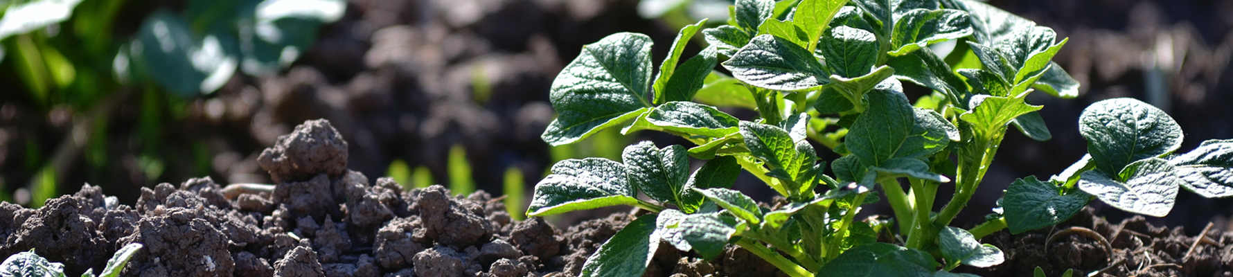 Plant & Turf Care