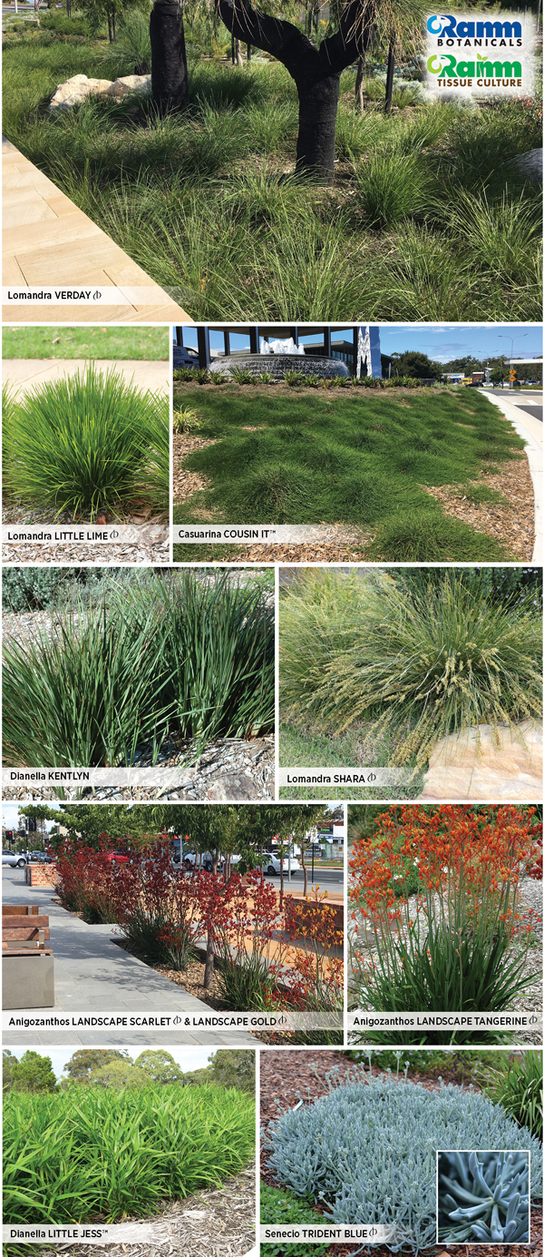 YOUNG PLANT PRODUCER, PLANT BREEDER AND MARKETER OF NATIVE AND EXOTIC GENERA â€” BACKED BY AN ONSITE TISSUE CULTURE LABORATORY