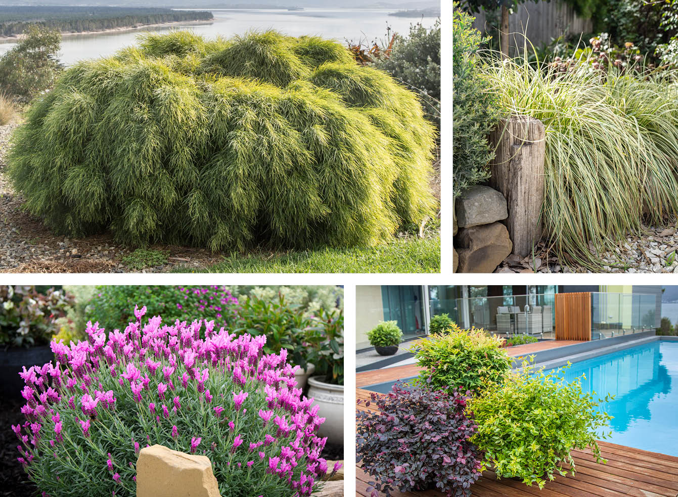 Plants Management Australia