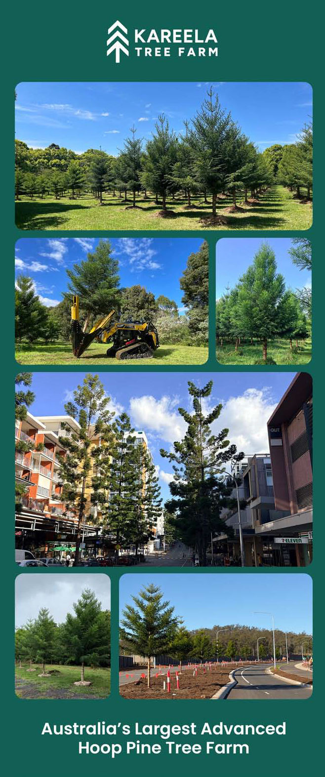 SPECIALIST GROWER AND SUPPLIER OF ADVANCED EX-GROUND HOOP PINE TREES