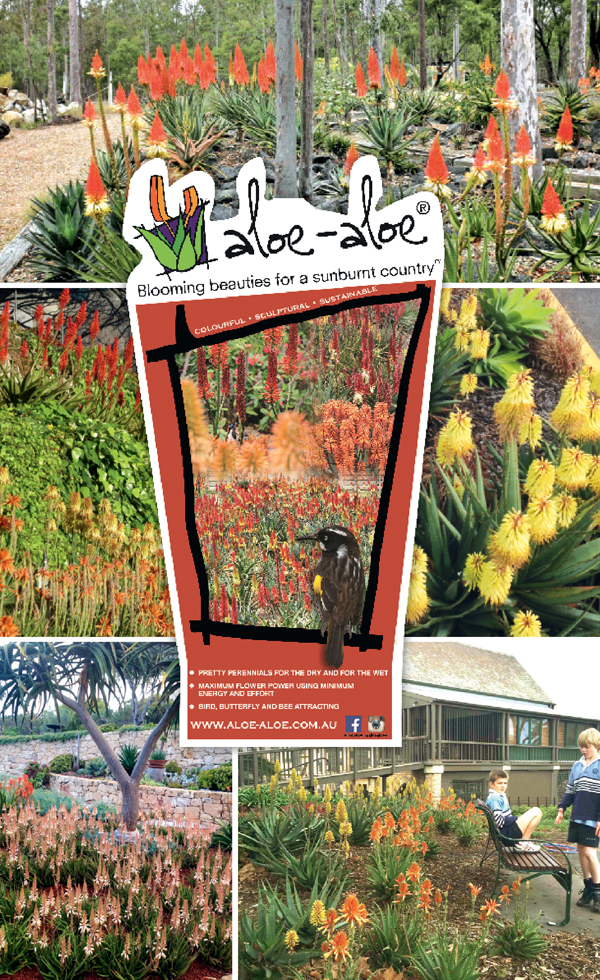 SUPPLIER AND MARKETER OF ALOE-ALOE : THE TOUGHEST FLOWERING LANDSCAPE PLANTS FOR WET OR DRY CONDITIONS