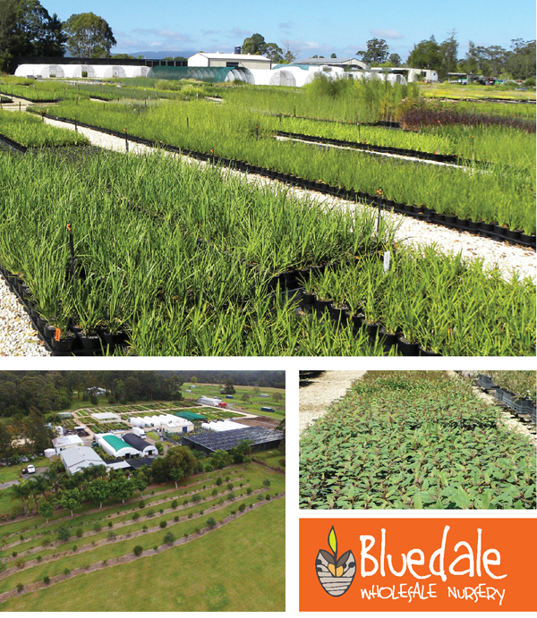 WHOLESALE NURSERY