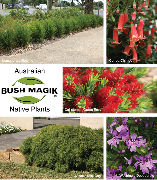 DISTRIBUTED BY BUSHLAND FLORA VIC PTY LTD | AUSTRALIAN NATIVE WHOLESALE PLANT NURSERY 
