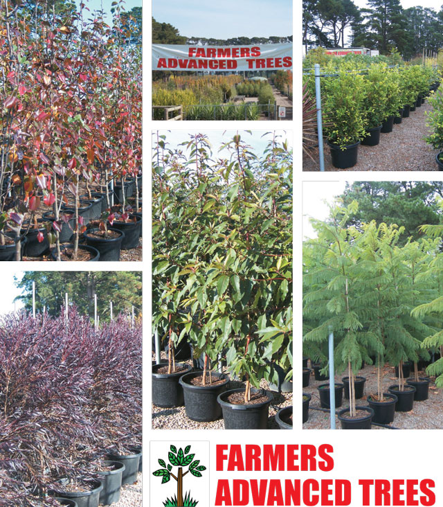 WHOLESALE NURSERY/ ADVANCED DECIDUOUS, ORNAMENTAL AND NATIVE TREES