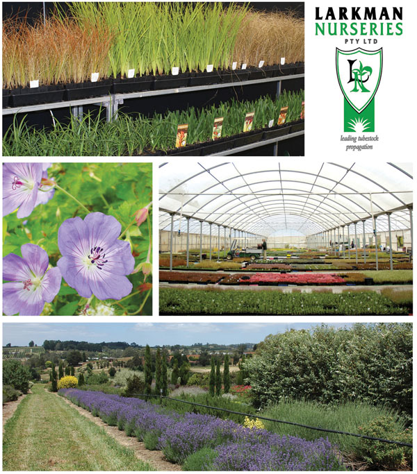 WHOLESALE PROPAGATION NURSERY