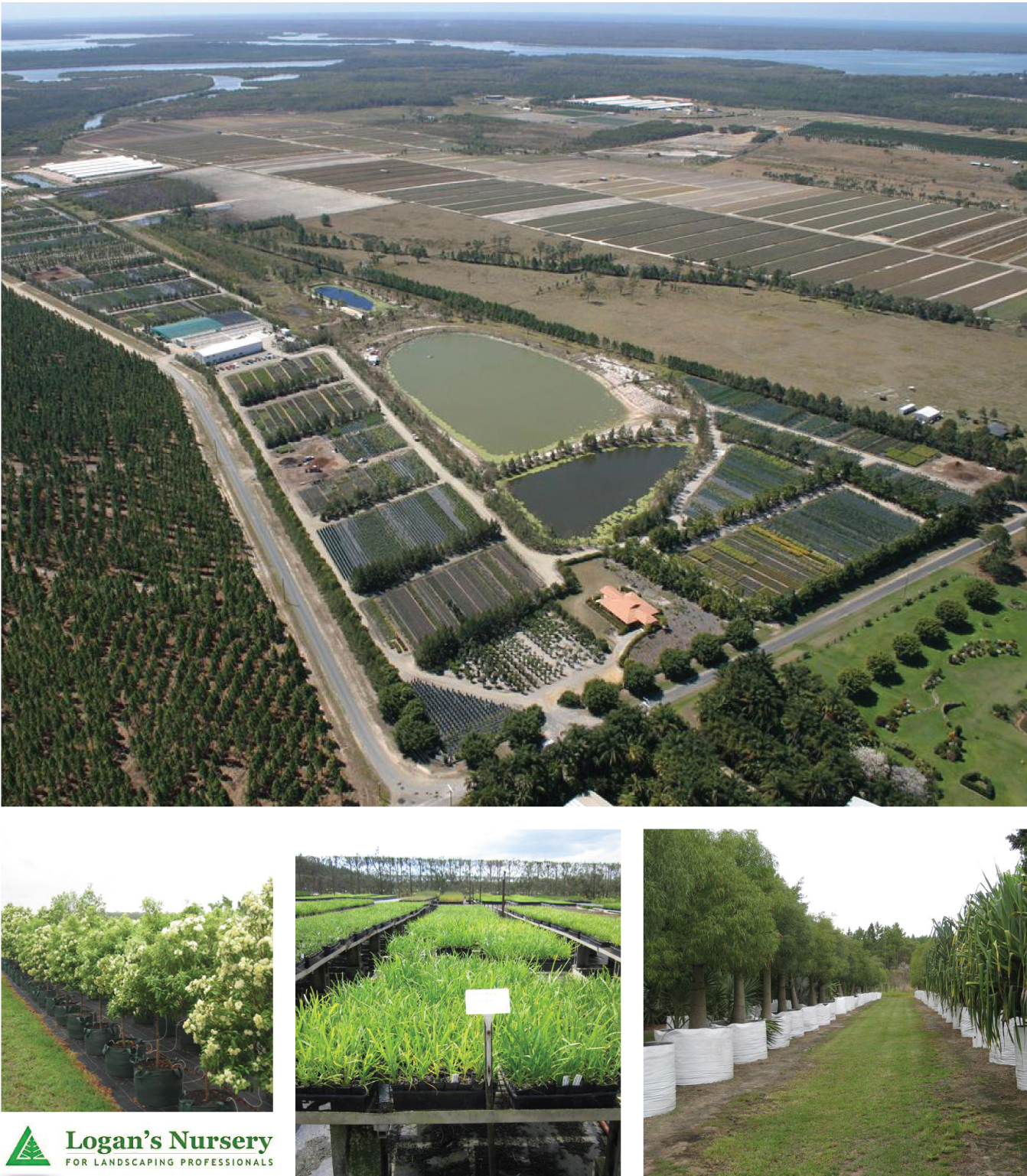 SPECIALISING IN CONTAINER GROWN PLANTS IDEALLY SUITED TO THE LANDSCAPE INDUSTRY