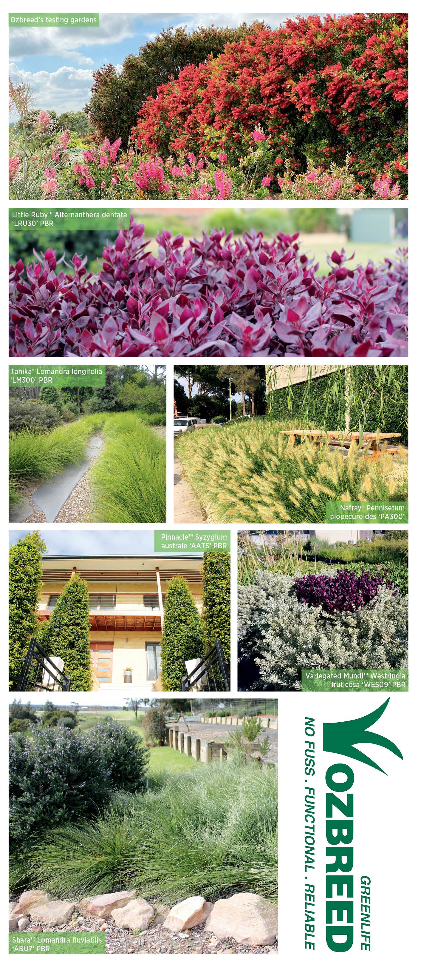 NO FUSS, FUNCTIONAL, RELIABLE PLANTS AND TURF