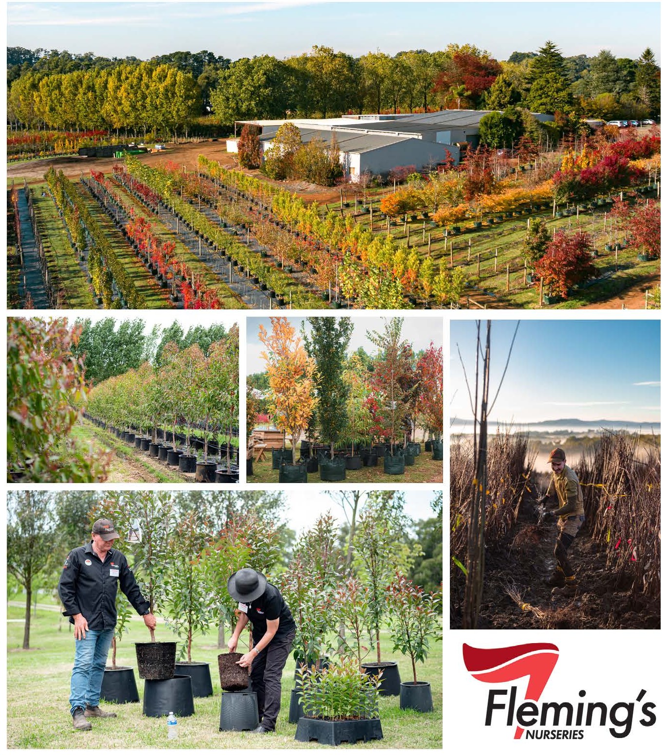 AUSTRALIA'S LEADING GROWER OF DECIDUOUS AND ORNAMENTAL, FRUIT INCLUDING BARE ROOT, CONTAINERS AND ADVANCED TREES