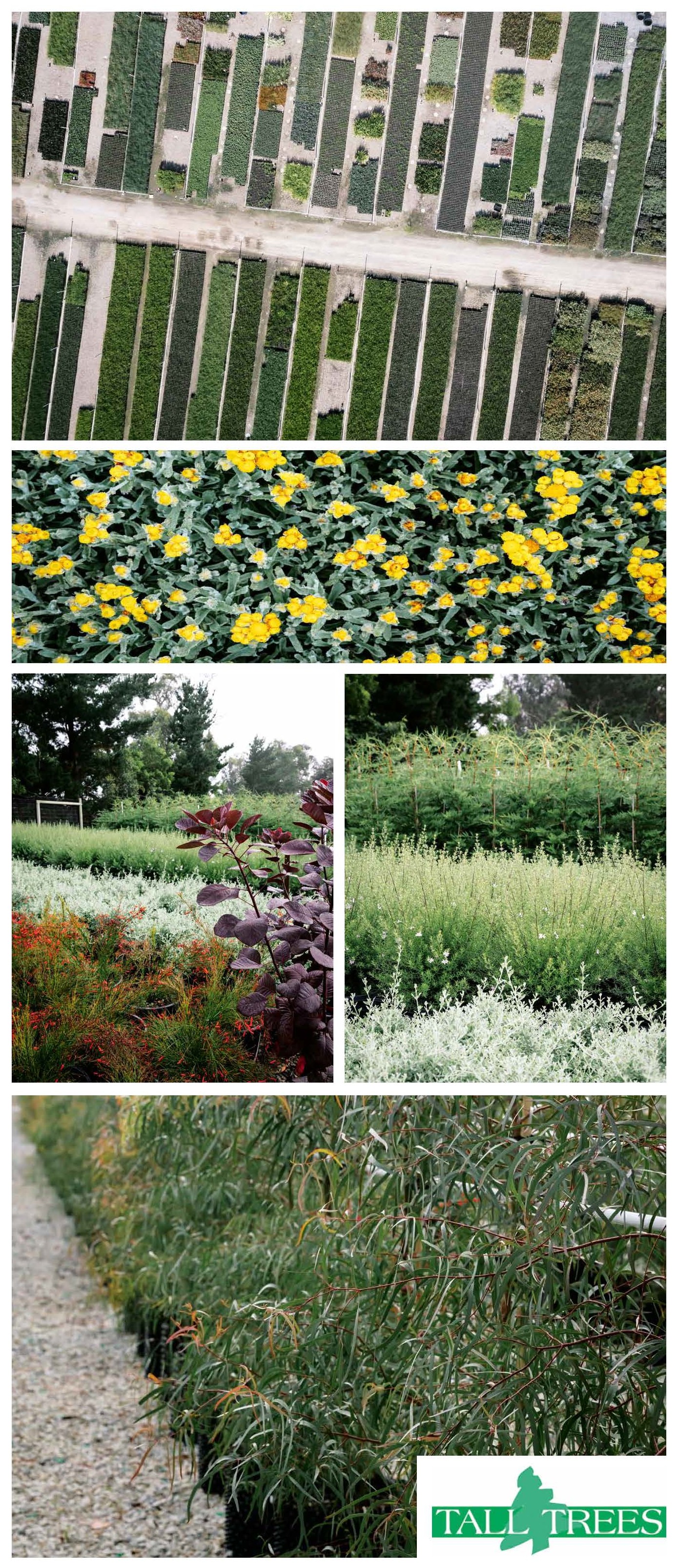 WHOLESALE NURSERY