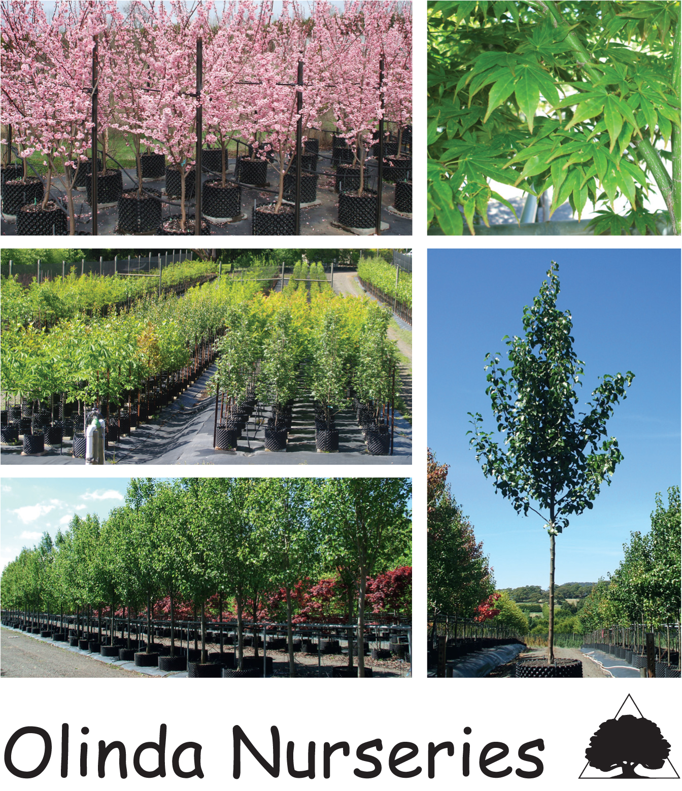 WHOLESALE ADVANCED TREE NURSERY ADVANCED, DECIDUOUS, ORNAMENTAL TREES