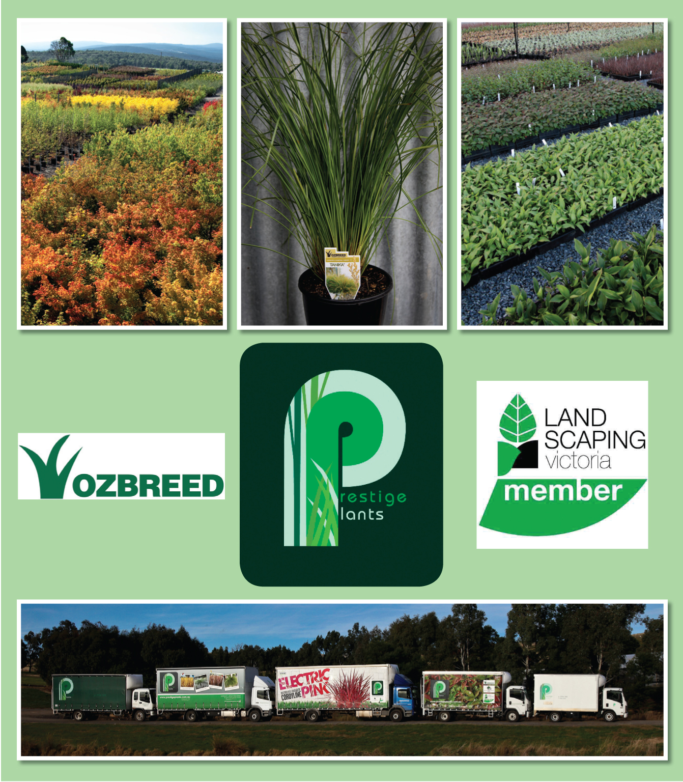 WHOLESALE NURSERY
