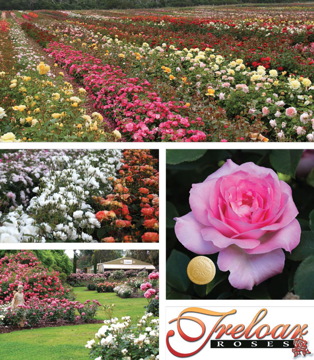 BARE ROOT ROSE SUPPLIER – WHOLESALE / RETAIL