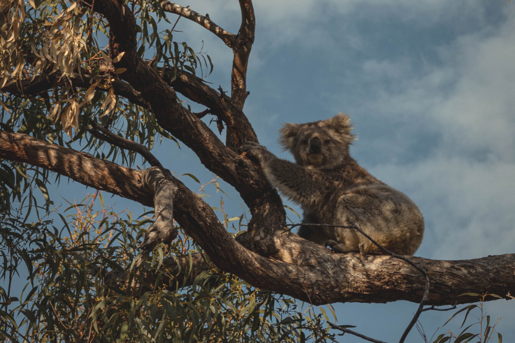 Rewilding Australia