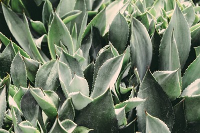 Aloe Vera Blue Botanical 175247