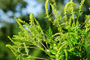 Hayfever_ragweed_climate_we