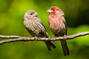 Birds_illness_avoid_web