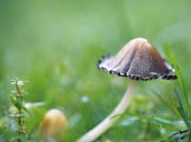mushroom_fungi_wellbeing