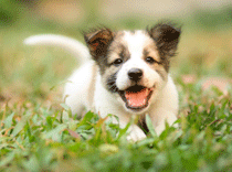 puppy_happy_wellbeing