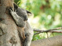 koala_bear_wellbeing