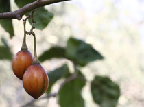 tamarillo_tree_wellbeing